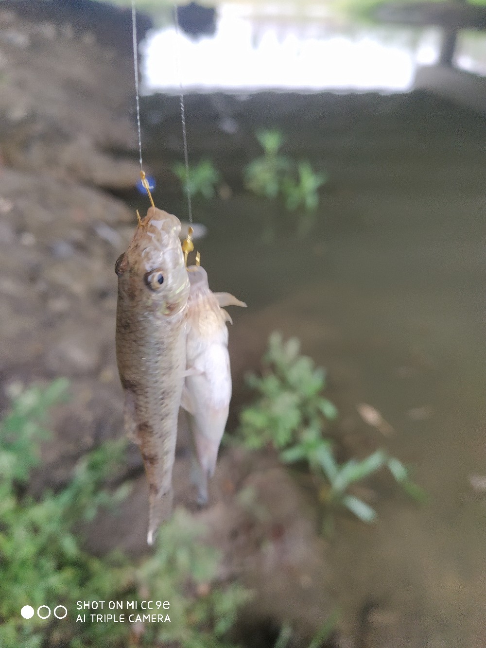 小鱼闹窝最佳处理方法,小鱼闹窝最简单的解决办法