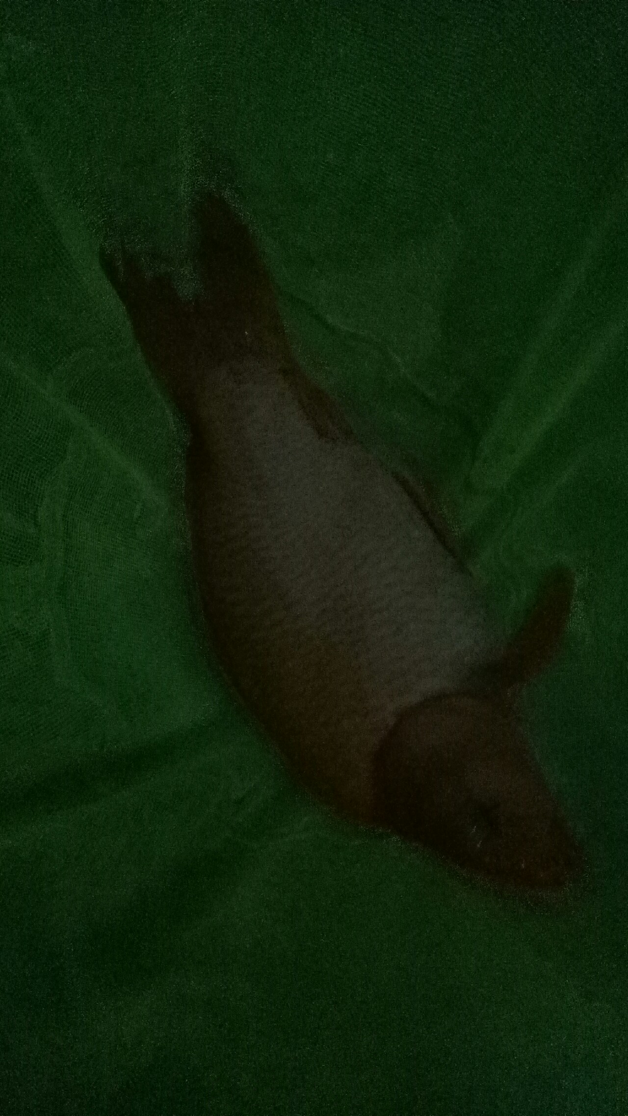 乌龙江野钓,乌龙江有什么鱼钓