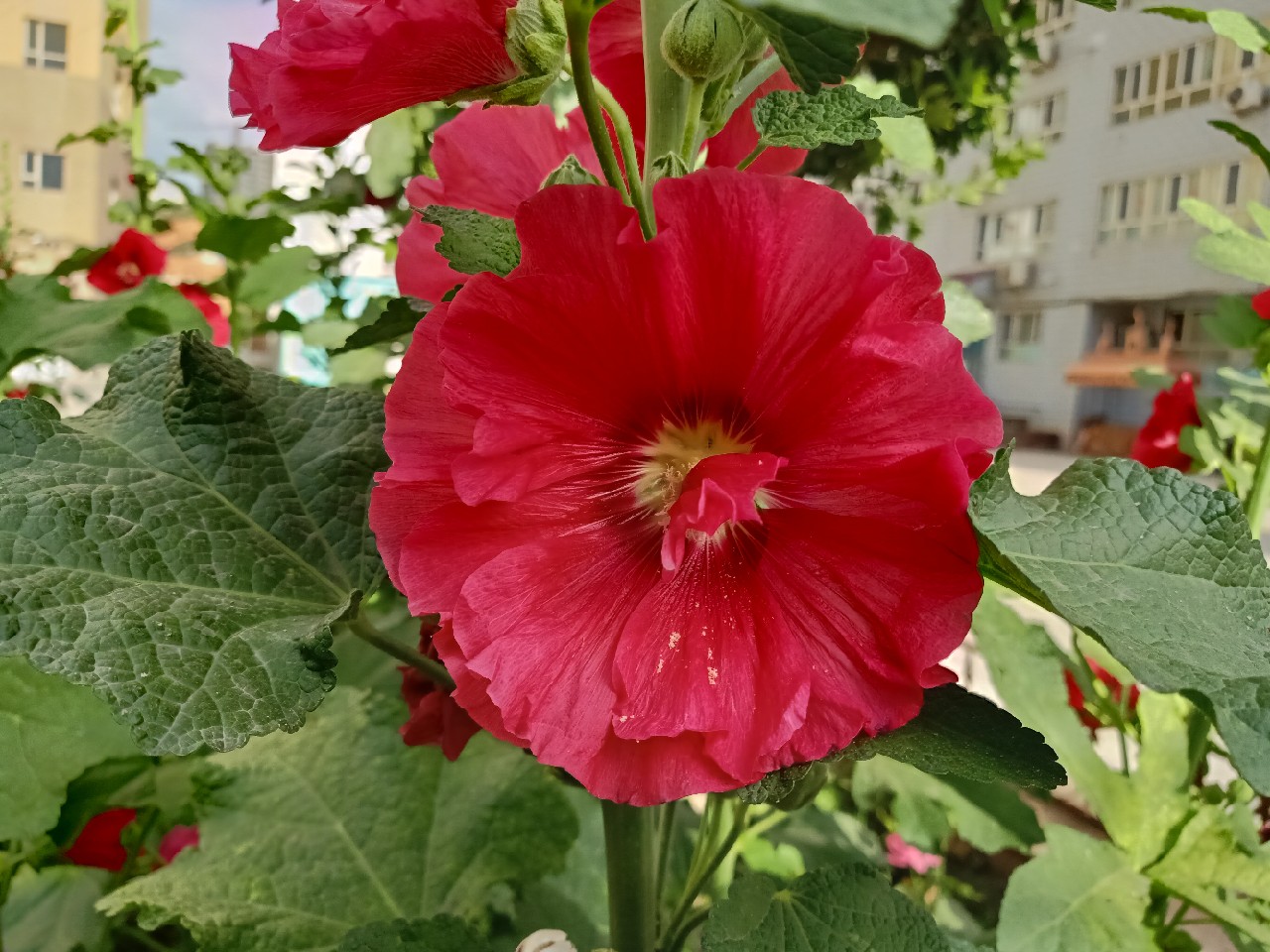 开局即是巅峰第6集,开局即巅峰完整版