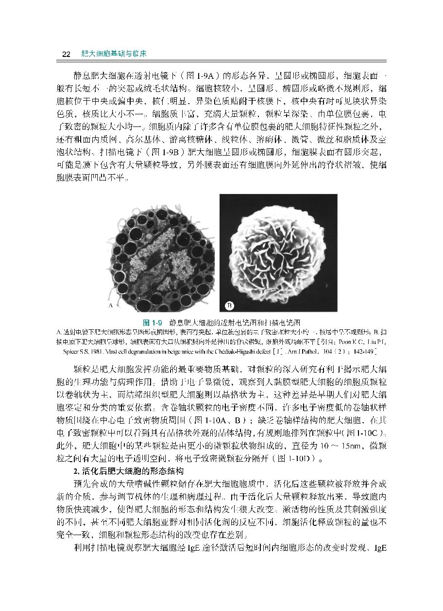 肥大细胞症,肥大细胞产生在哪
