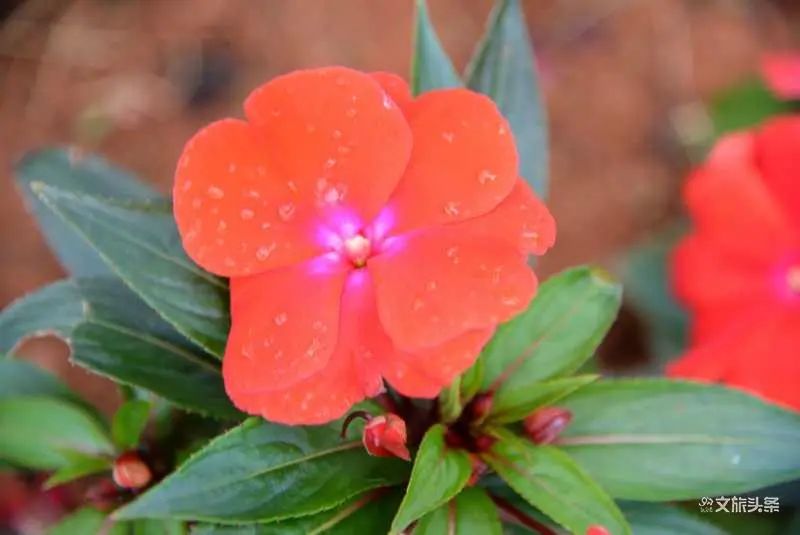 马云打卡衢州网红水亭街,马云弥勒太平湖森林公园