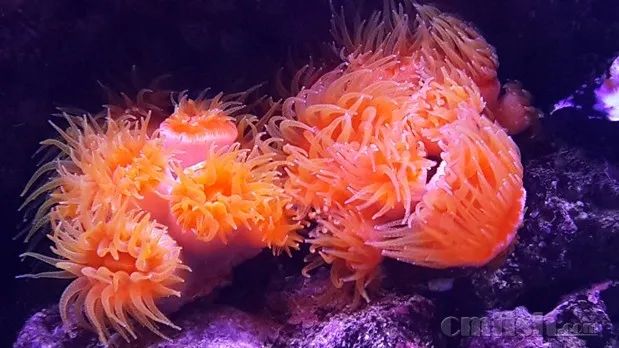 下海7年淌过无数的雷，他想告诉你这6个海缸维护经验