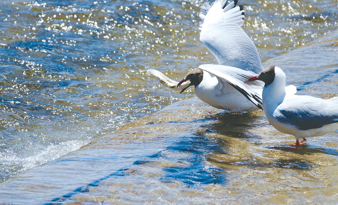 生命的延续青海湖湟鱼洄游,湟鱼洄游季再探青海湖