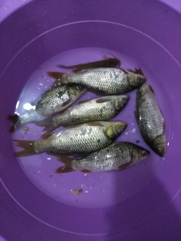 矶竿滑漂钓鱼效果如何,矶竿滑漂远投钓鲫鱼用什么饵