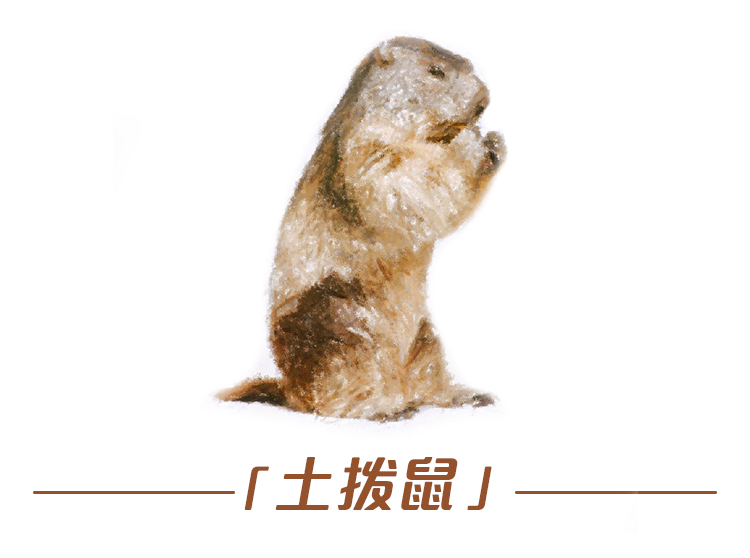 云南野生动物最新政策规定,云南野生动物保护最新情况