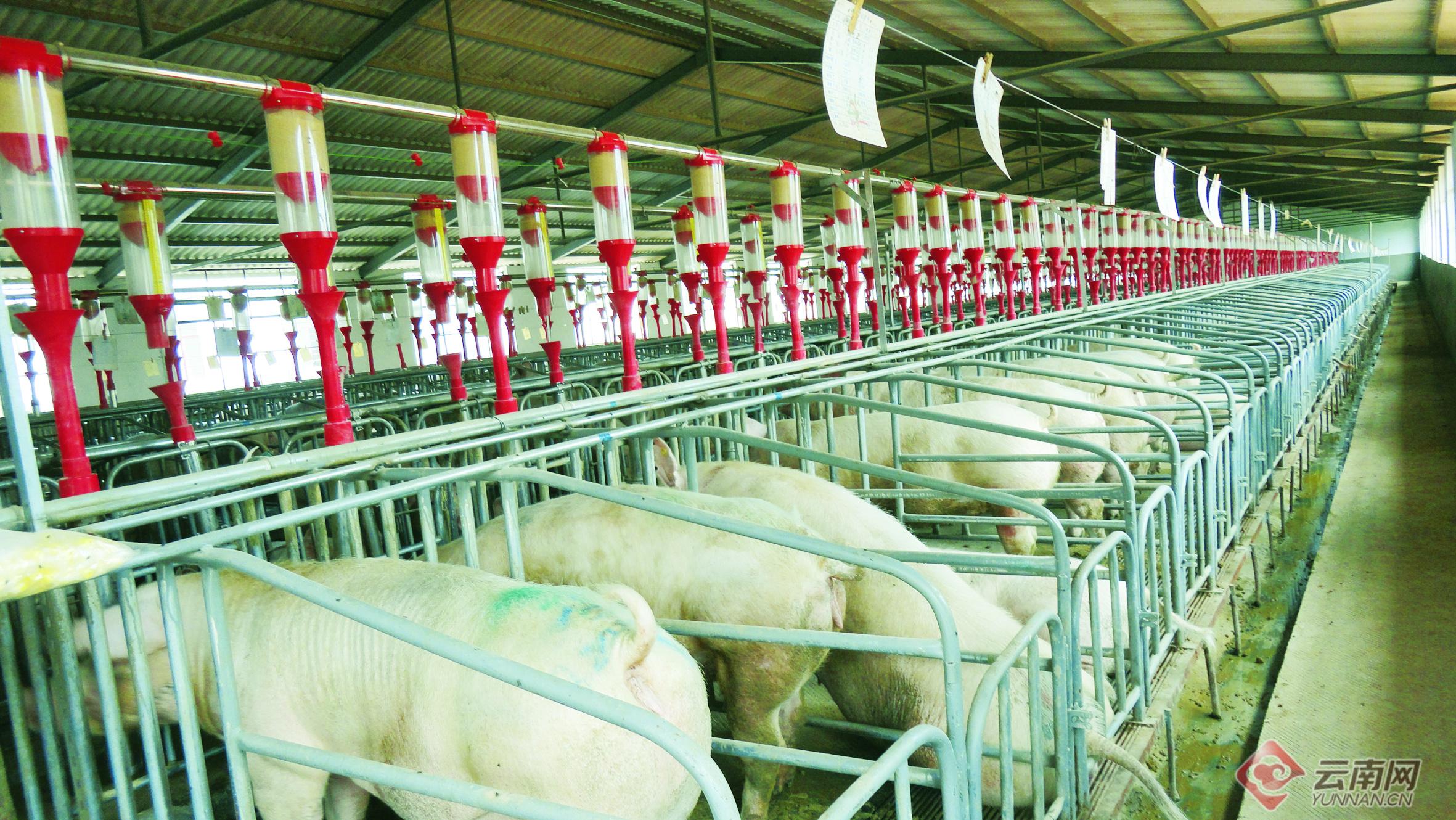 云南野生动物最新政策规定,云南野生动物保护最新情况