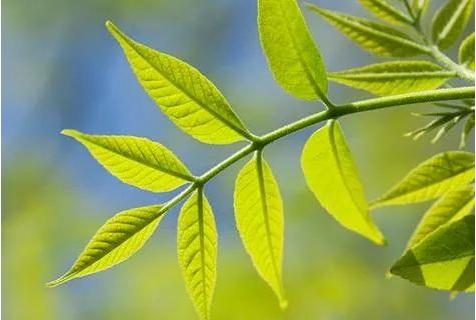 小城记忆朗诵,小城记忆邓丽君