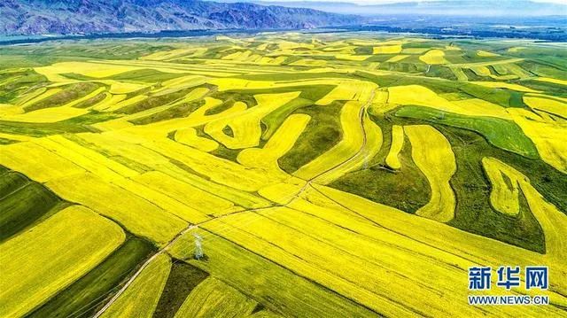 新疆伊犁昭苏油菜花几月开,大美新疆昭苏特克斯油菜花