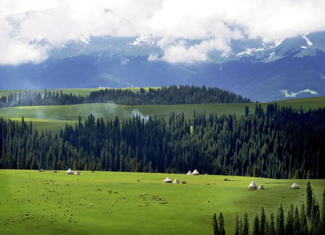新疆伊犁昭苏油菜花几月开,大美新疆昭苏特克斯油菜花