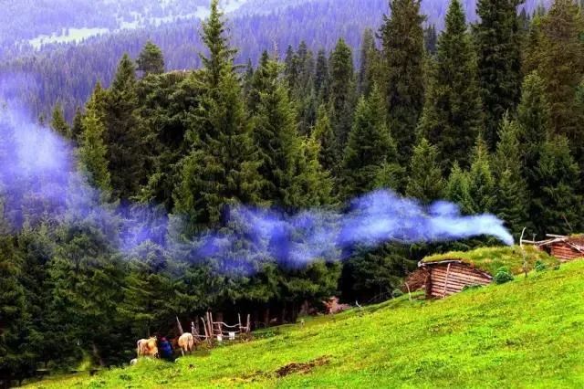 新疆伊犁昭苏油菜花几月开,大美新疆昭苏特克斯油菜花