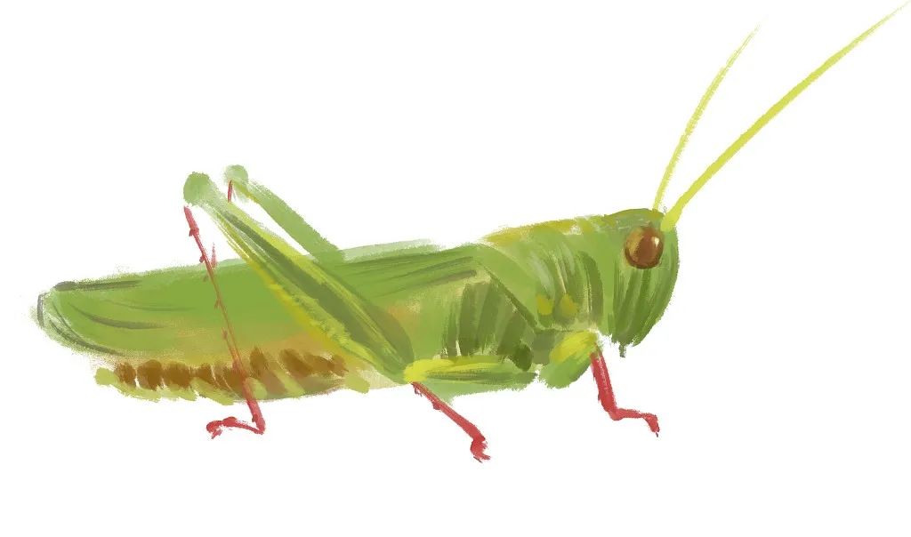 法布尔昆虫记意大利蟋蟀读后感悟,法布尔昆虫记蟋蟀篇