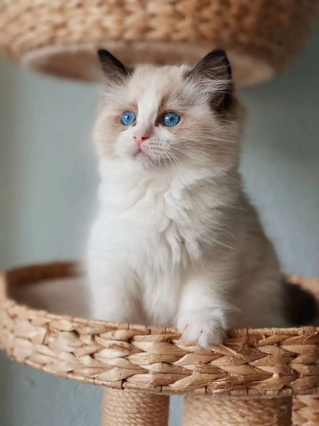 「丽江宠圈」身价4万！曾获各种大奖，丽江这些猫咪不简单