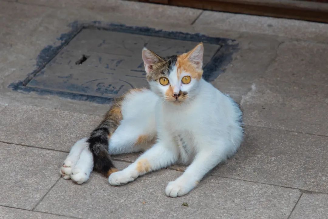 越秀区这条“木排头”,惊艳了岁月,却很少老广知道