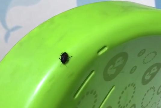 肉眼很难看到的小黑虫子,常见的小黑虫