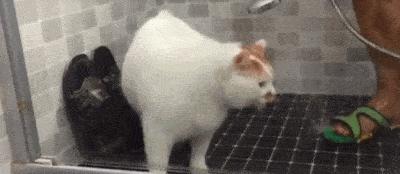 被流浪猫咬到没什么大事吧,不小心被猫咬了一口要打针么