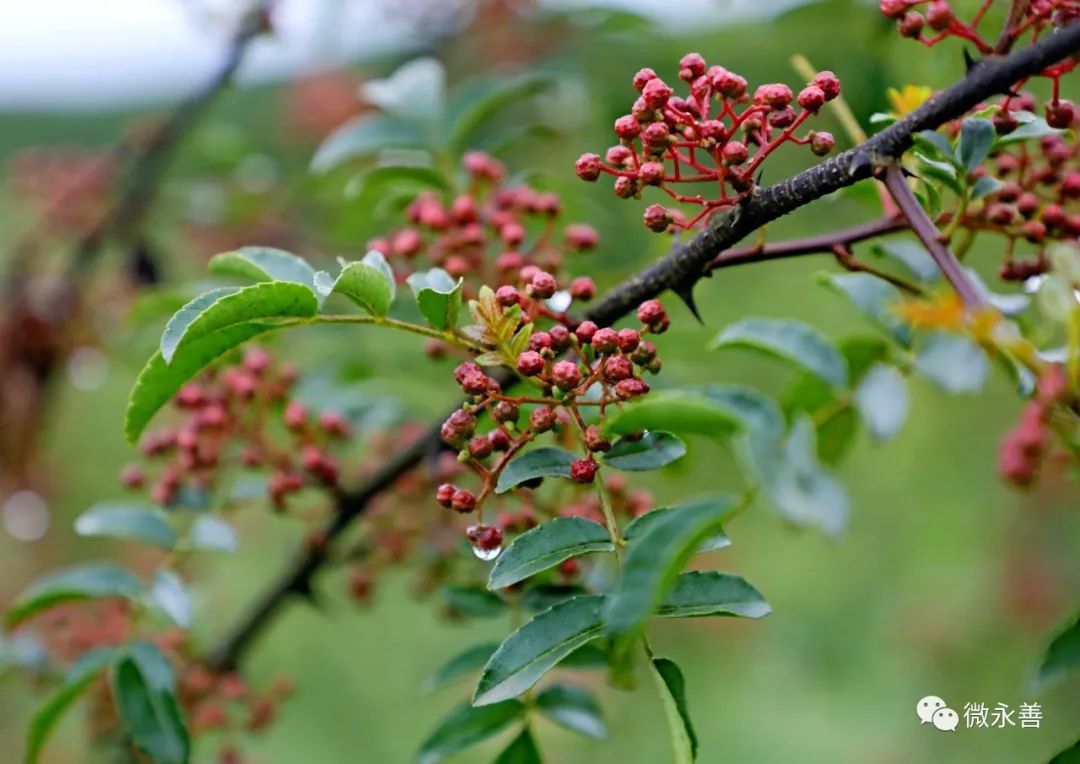 永善小贡椒种植基地,昭通永善县的支柱产业