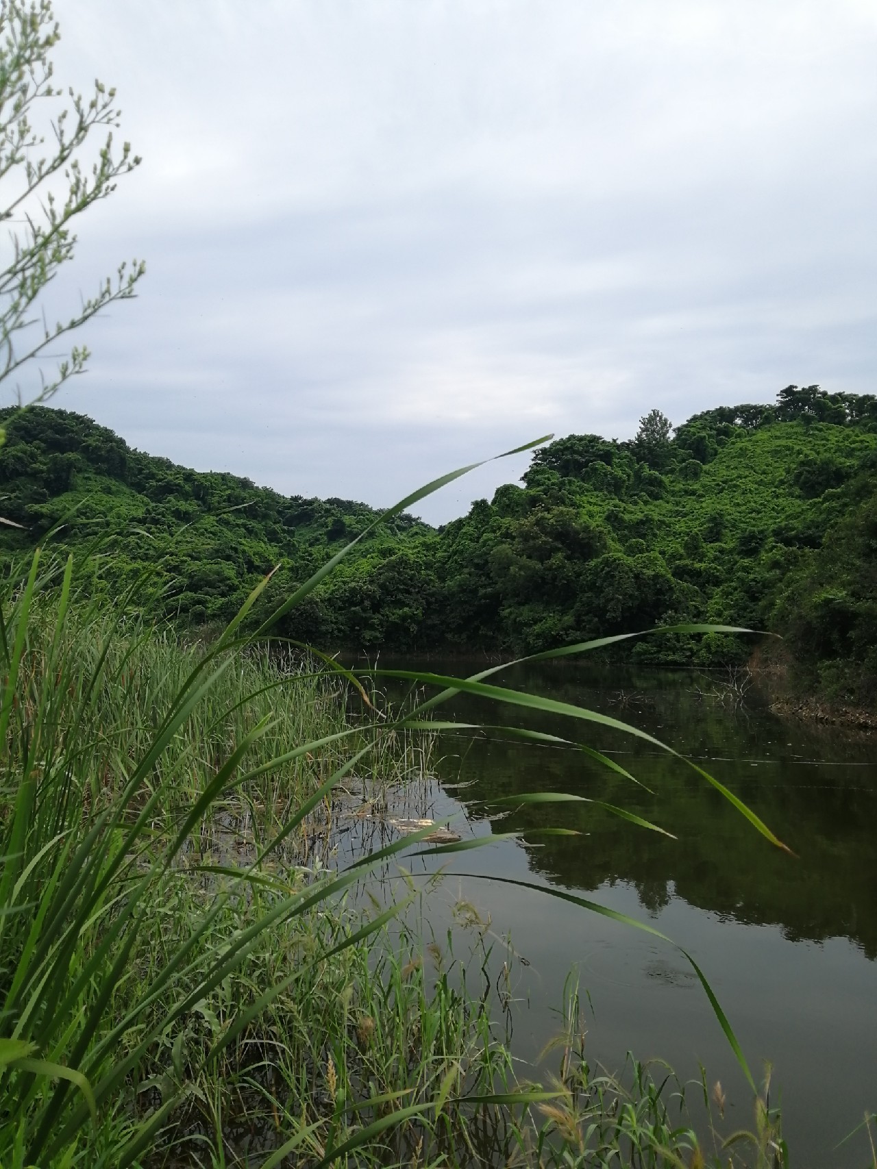 小鱼闹窝怎么赶走,小鱼小虾闹窝怎么办