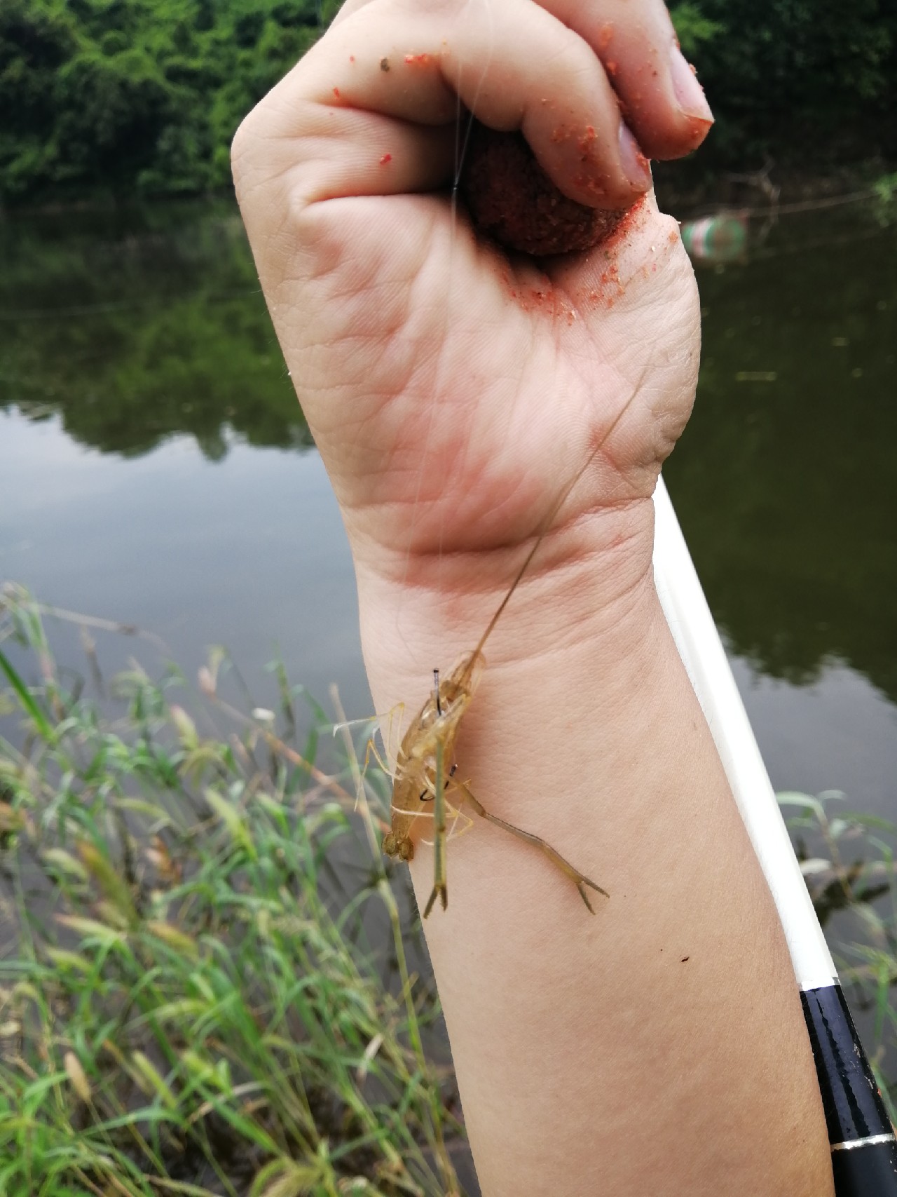 小鱼闹窝怎么赶走,小鱼小虾闹窝怎么办