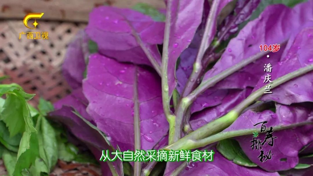 牛胃里的草叫什么,牛胃里的牛草黄