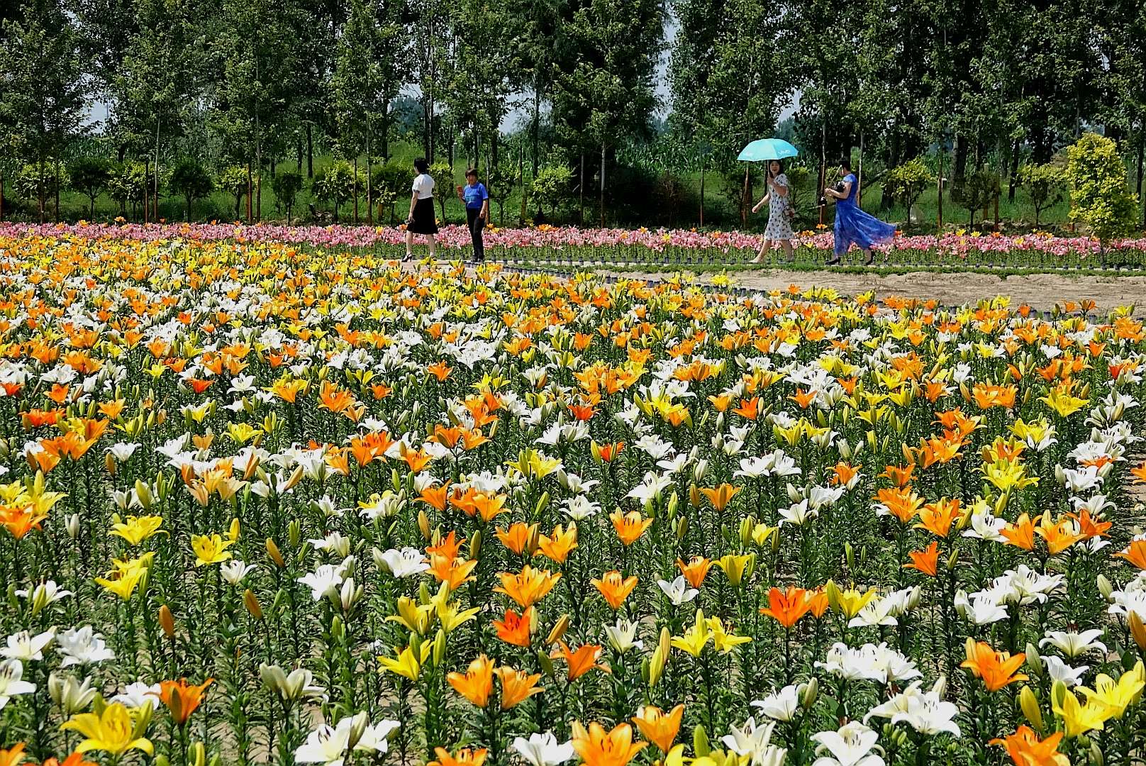百花绽放风景秀丽,花田小镇风景区