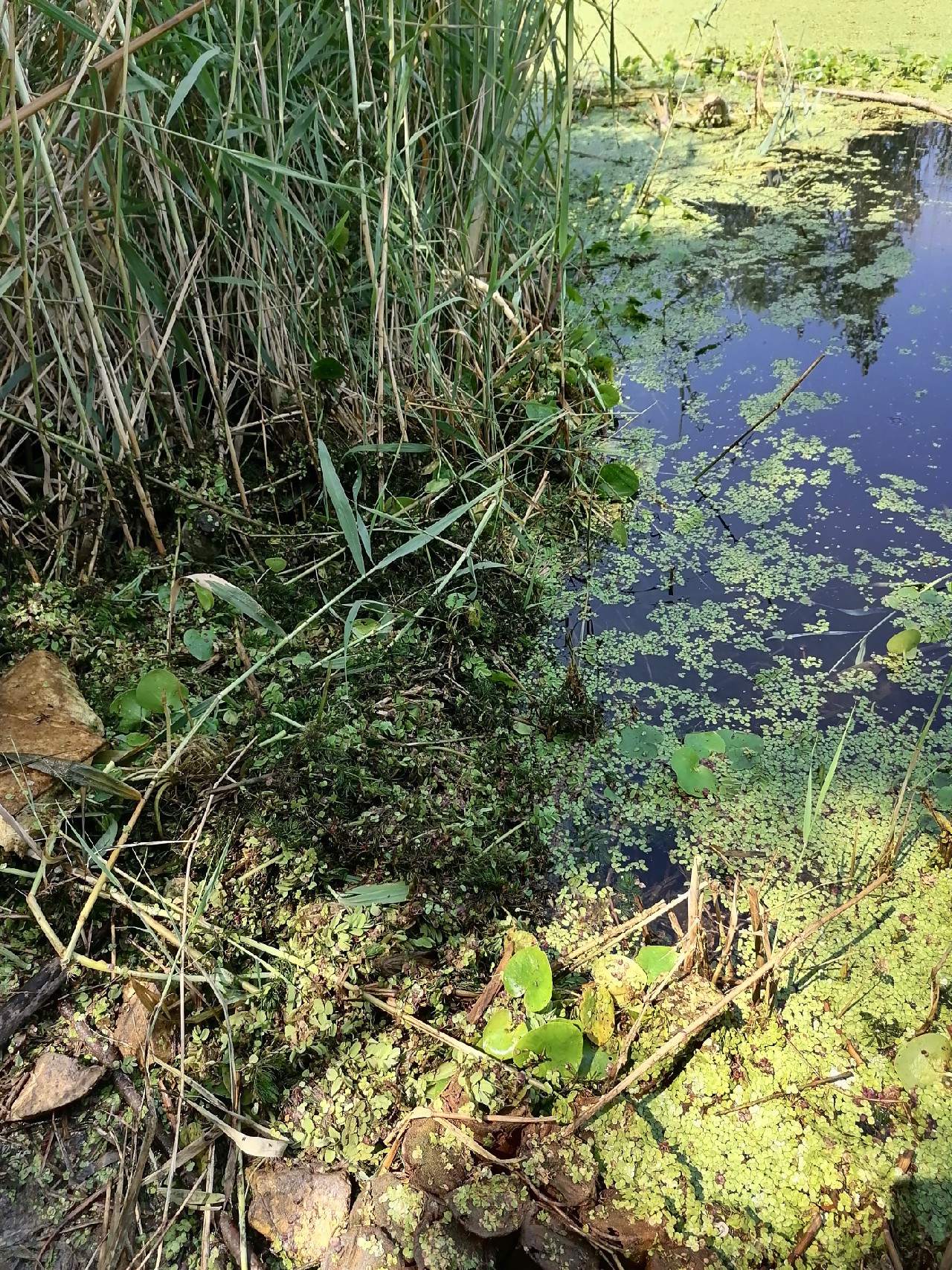 河边野钓小鲫鱼,野钓小河沟钓鲫鱼突然停口