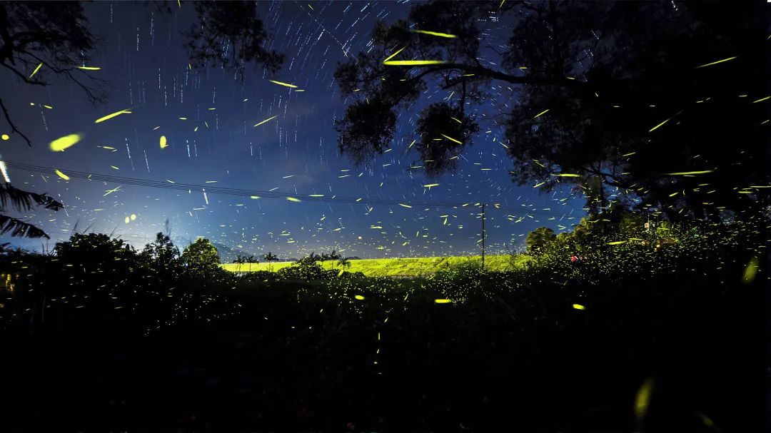 夏日萤火虫的夜晚,夏天萤火虫的夜景
