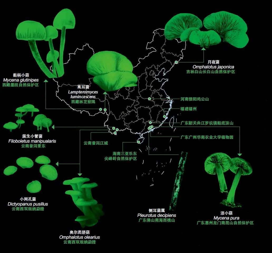 夏日萤火虫的夜晚,夏天萤火虫的夜景