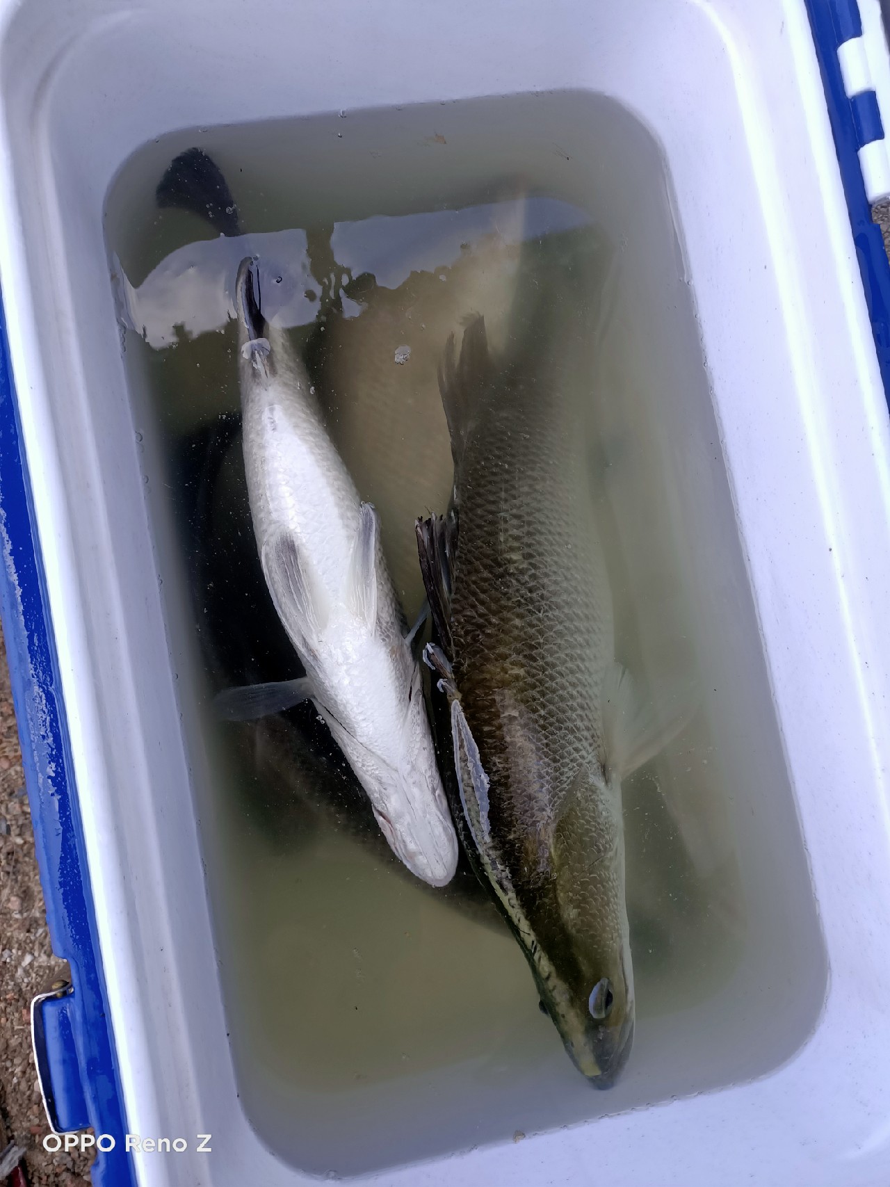 海钓初级篇新手进来看一看,海钓场专攻腊鱼教学