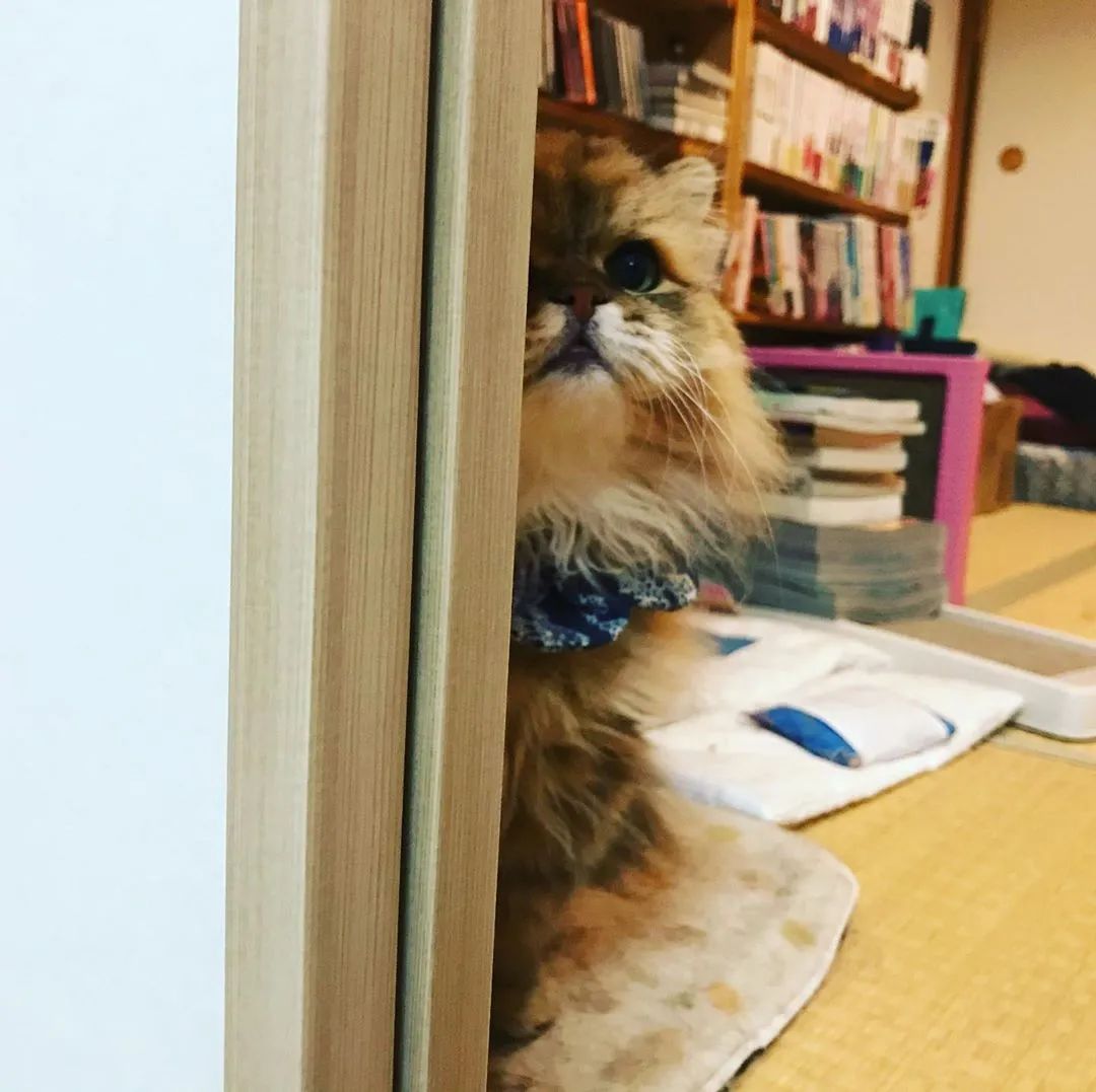 云养猫的品牌有哪些,云养猫设计品牌