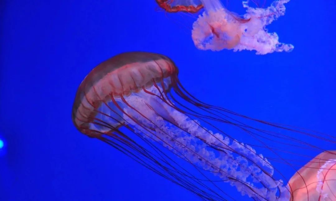 LOOK|欢乐海岸·第9年