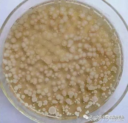 枯草芽孢杆菌对哪些抗生素有效,枯草芽孢杆菌能和杀虫药同用吗