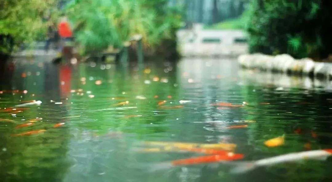 成都景点60岁以上免费门票,成都免费游玩景点推荐