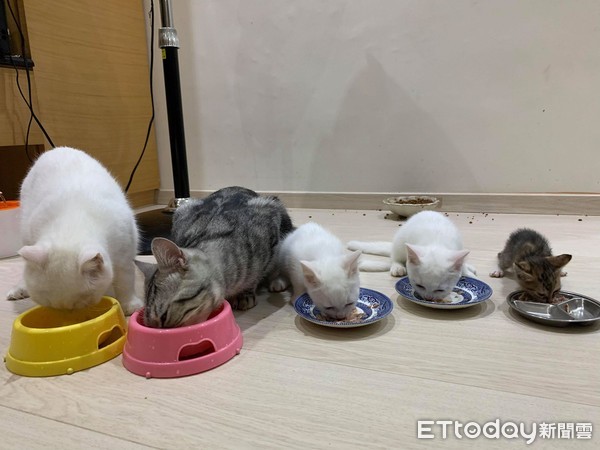 猫妈喂小猫吃奶的视频,猫妈妈给捡来的小猫喂奶