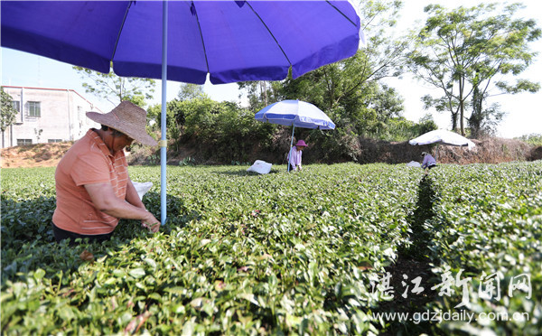 廉江市石角镇油房村,湛江市廉江市石角镇油房村