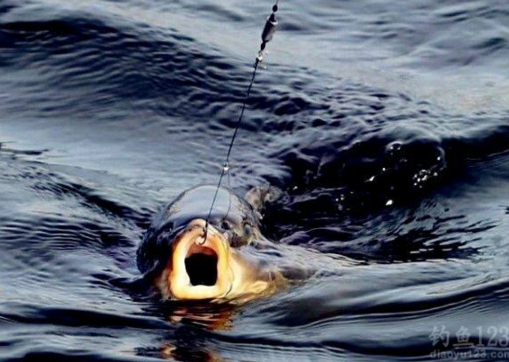 调钓如何快速掌握鱼钩的重量,钓鱼怎么可以增加鱼钩的粘钩性