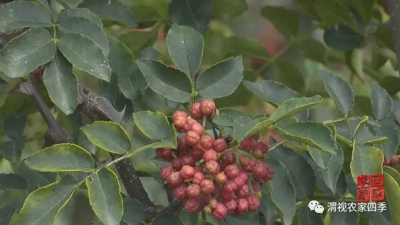 华州区赤水镇麦王村第一书记马信：好执行力炼就工作高标准