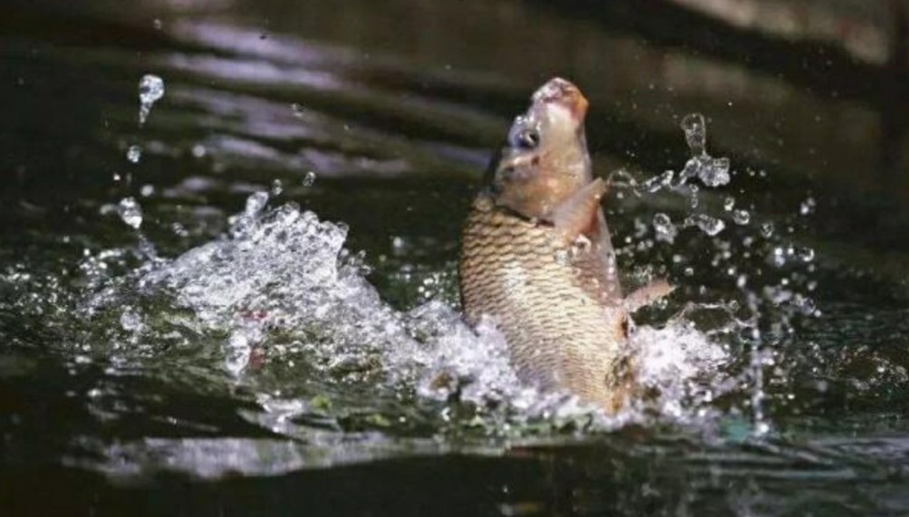 调钓如何快速掌握鱼钩的重量,钓鱼怎么可以增加鱼钩的粘钩性