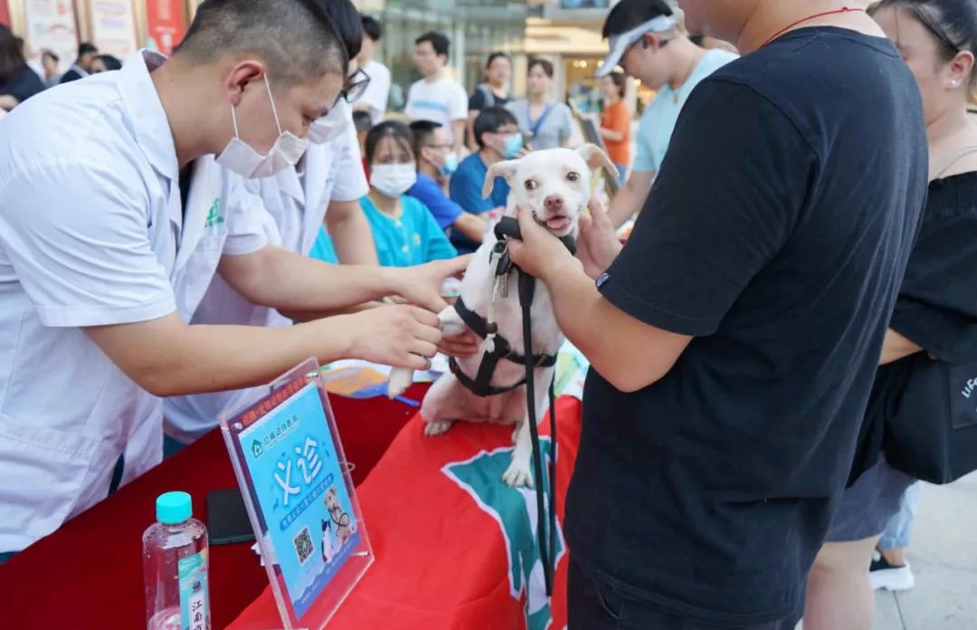 用领养代替购买，让流浪的“毛孩子”有个温馨的家~