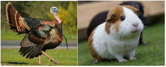 神兽是羊驼吗,羊驼神兽的来历