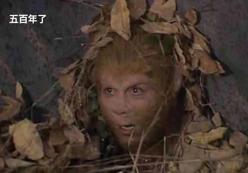 介绍羊驼为什么是神兽,羊驼为什么被誉为神兽