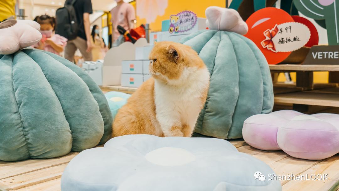 LOOK|海岸城更新·「宠物Mall」限时开放