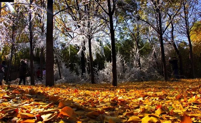 漫游新城|文化荟萃，景色怡人，在这里尽享公园慢时光