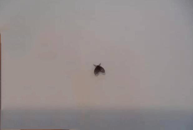 家里有小飞虫是什么原因引起的,家里有小飞虫怎么预防