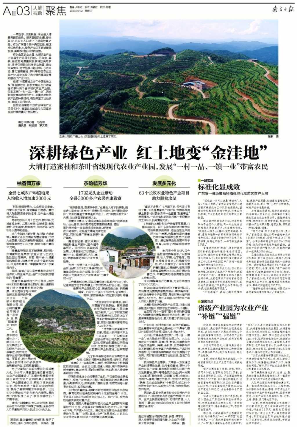 大埔如何做大做强蜜柚产业 (大埔蜜柚基地)