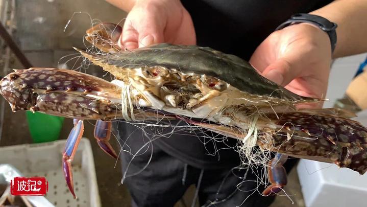 「内附福利」一群海边人“尝鲜”，用直播卖蟹涨粉，从几斤到几百斤