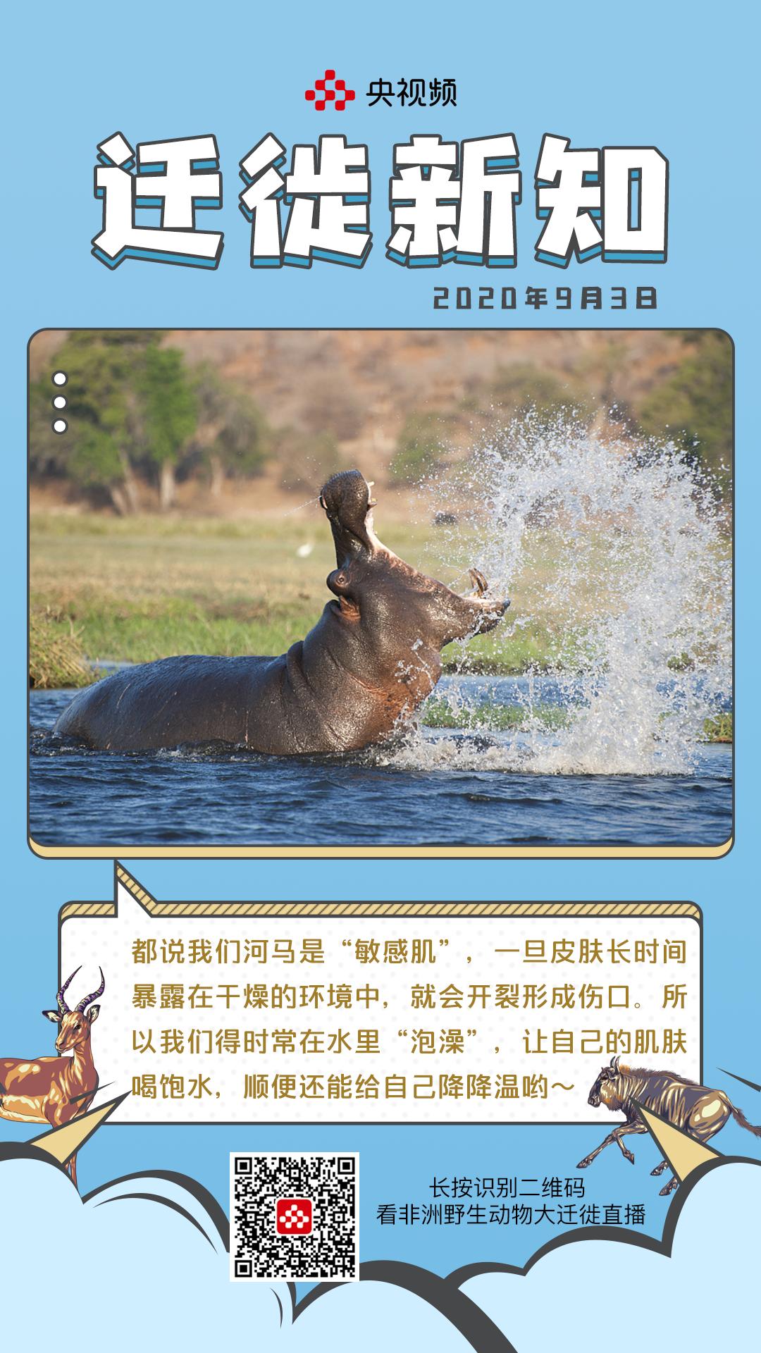 “糙汉子”河马，竟有一身敏感肌，还是“护肤高手”？