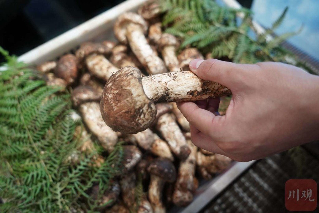 四川首个消费扶贫馆,消费扶贫四川馆