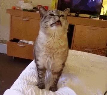 秋天了，我又开始变态反应了