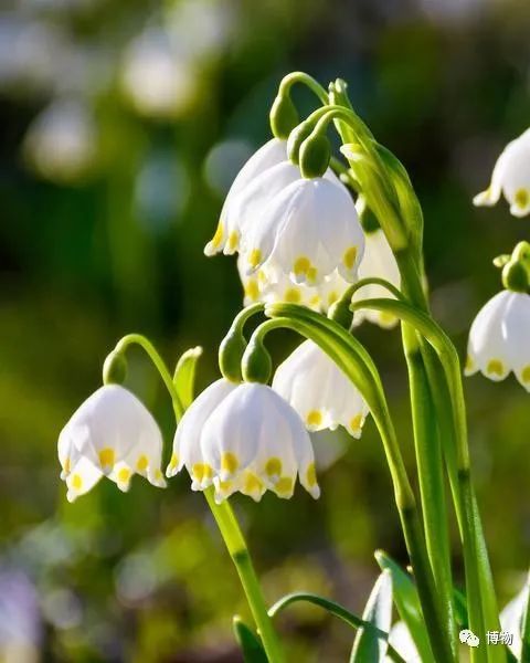 皇室名流捧红的铃兰手捧,你在家就能种