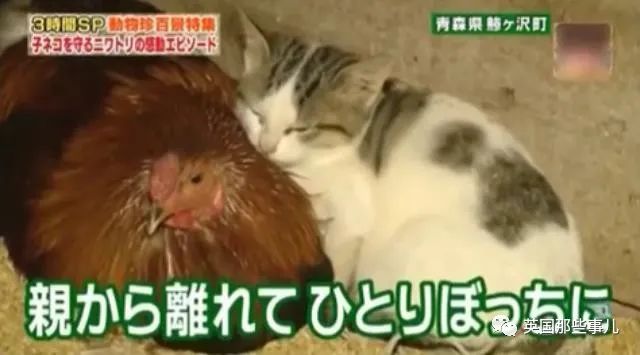 大爷养鸡为吃肉，但却不忍杀鸡。这背后秘密，莫名奇妙可爱